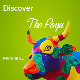 Discover the Poya of Artists
